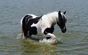 white and black horse in body of water